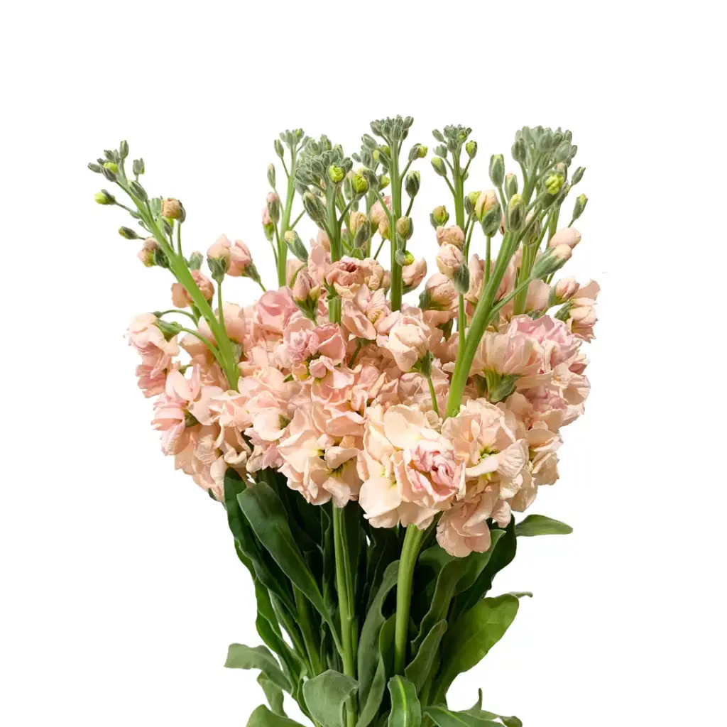 Stock 70cm Peach
