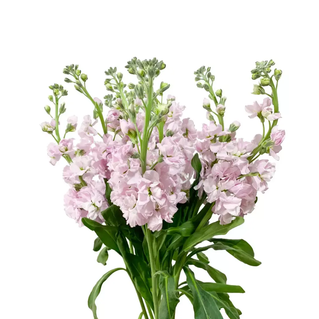 Stock 70cm Pink