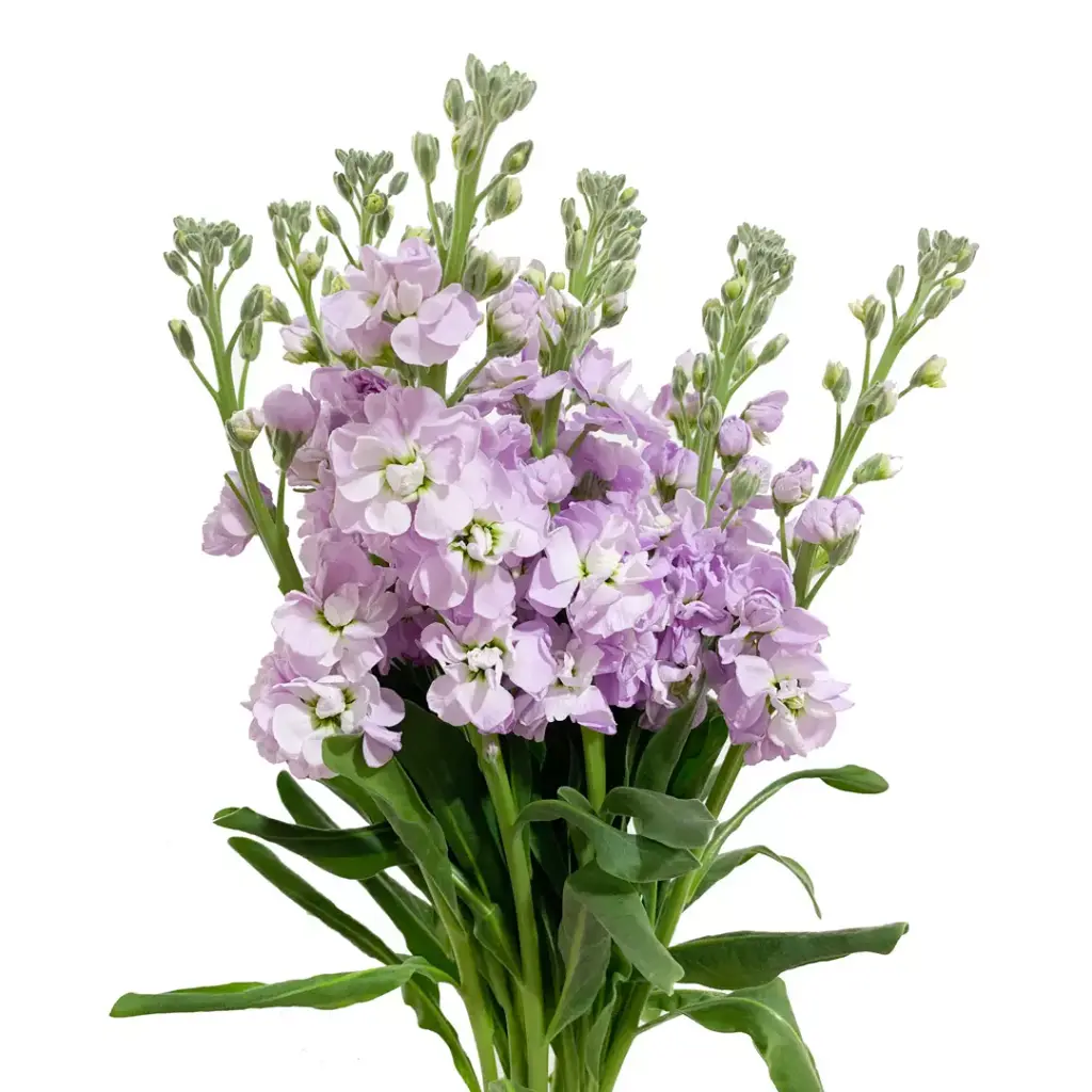 Stock 70cm Lavender
