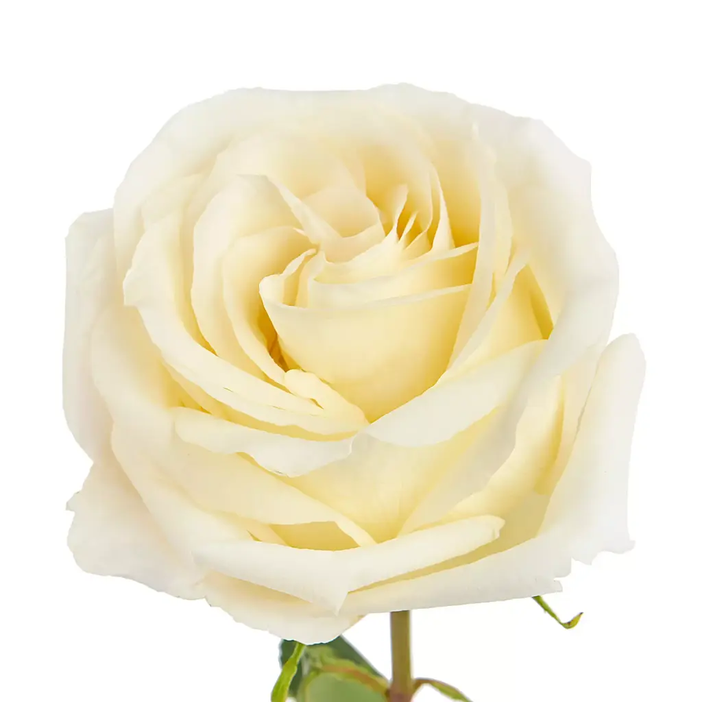 Roses 50cm White Chocolate