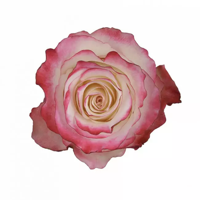Roses 50cm Pink Sweetness