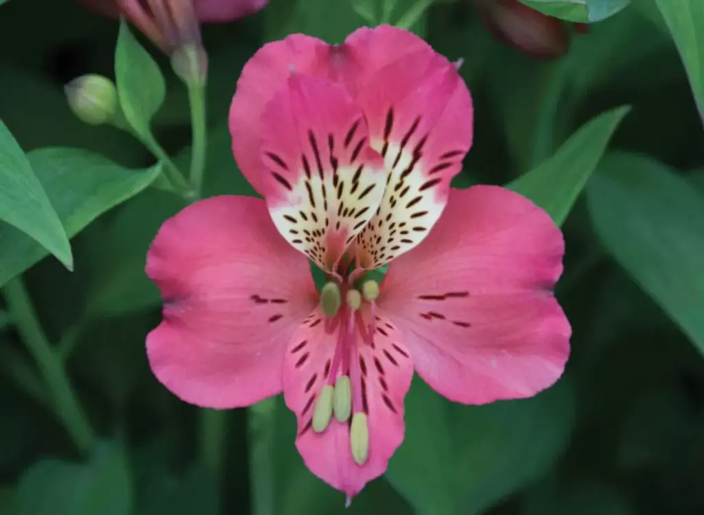Alstroemeria Fancy 65cm Hot Pink 