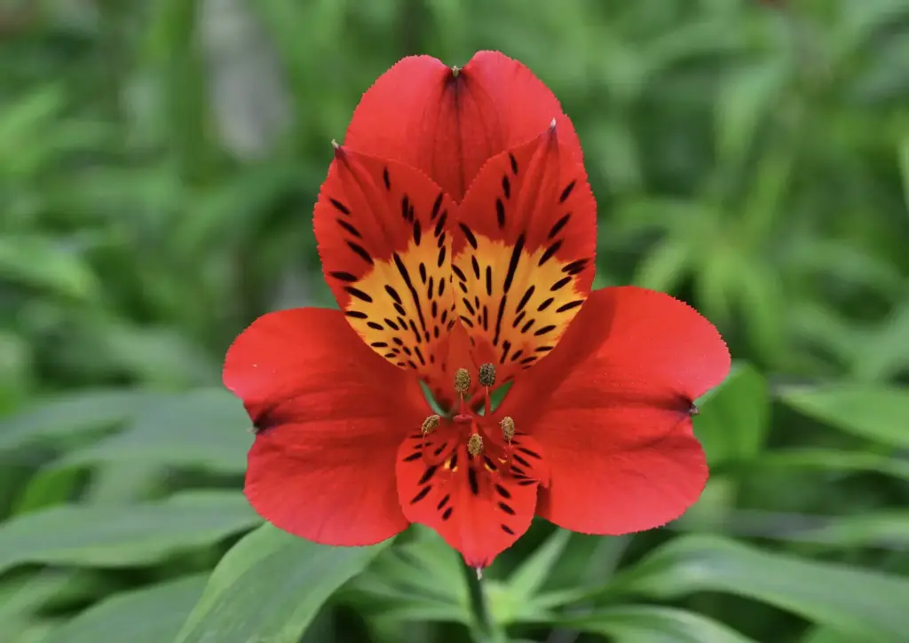 Alstroemeria Fancy 65cm Orange 