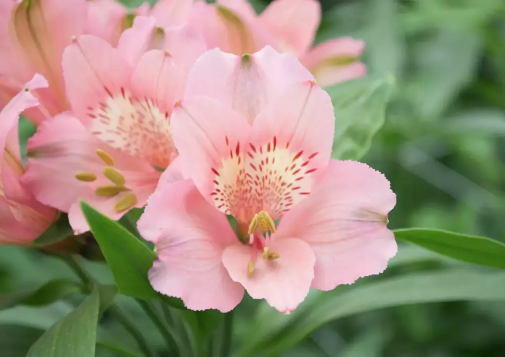 Alstroemeria Fancy 65cm Pink 