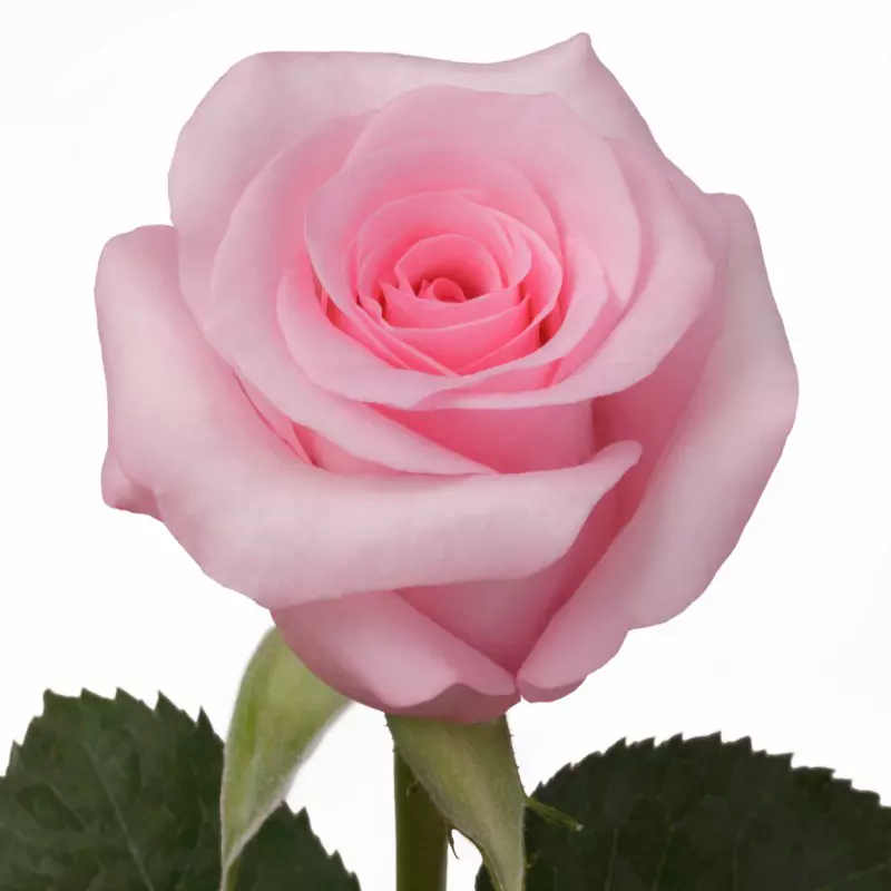  Roses 50cm Pink Blushing Akito