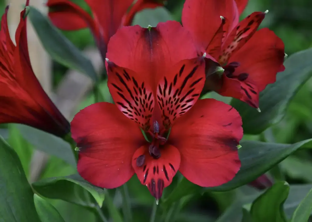 Alstroemeria Fancy 65cm Red 
