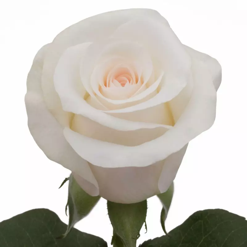  Roses 50cm Pink Bridal Akito