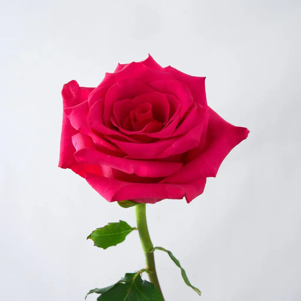 Roses 50cm Hot Pink Stiletto