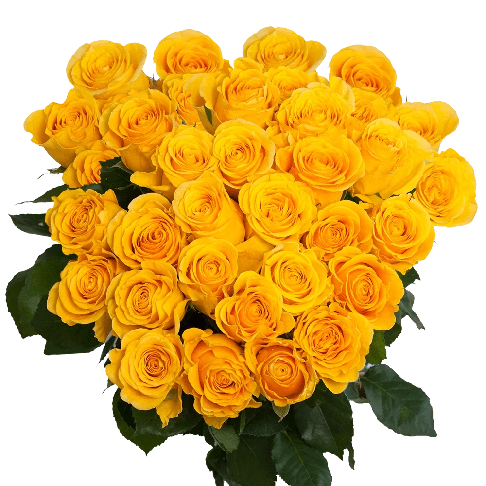  Roses 50cm Yellow Brighton
