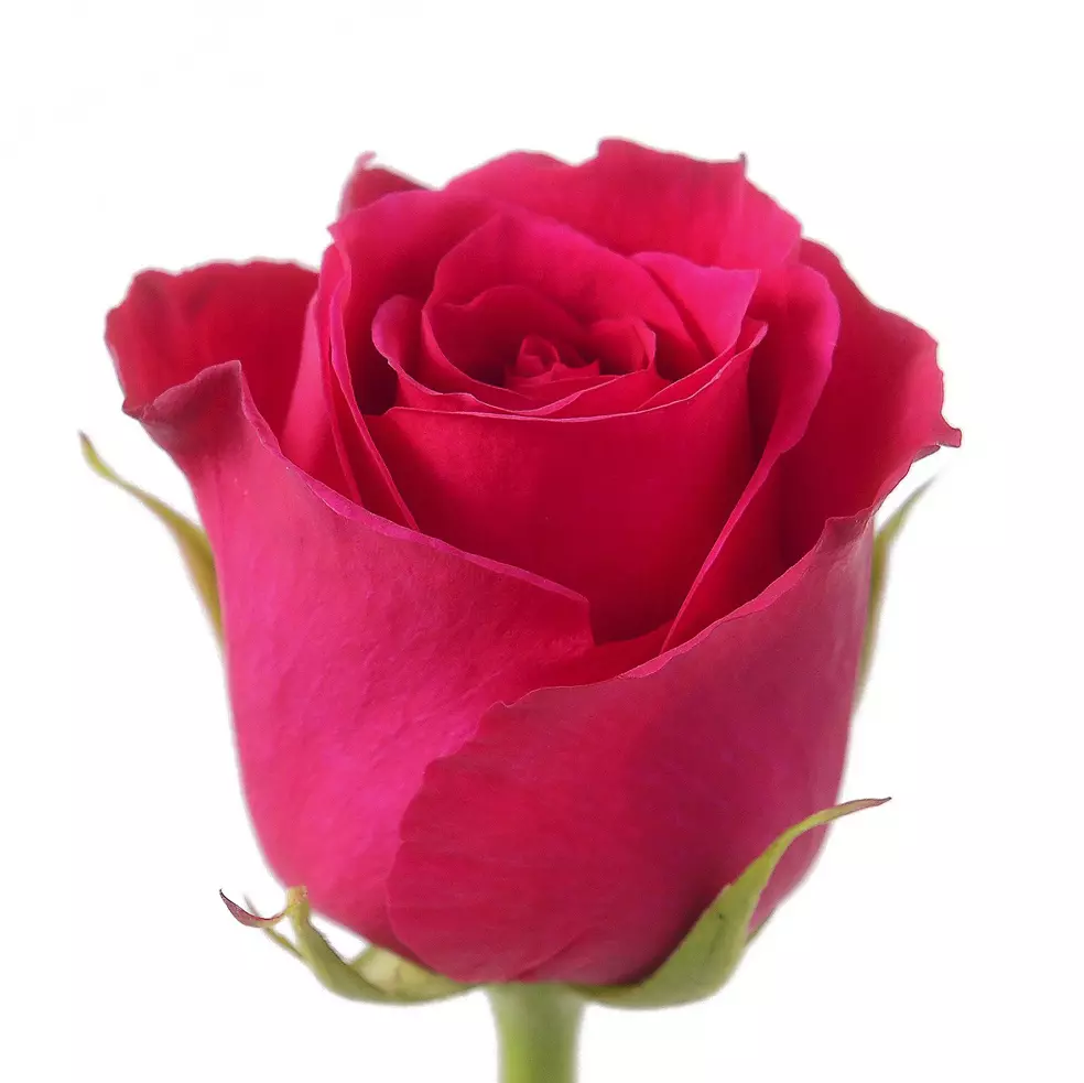 Roses 50cm Hot Pink Hot Lady