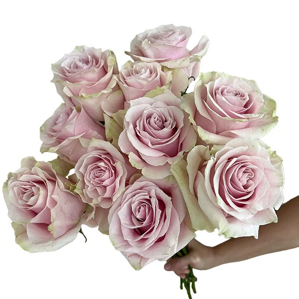  Roses 50cm Pink Bimba