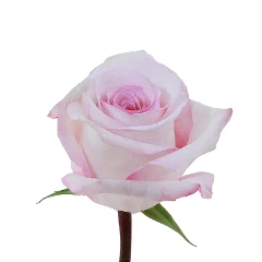 Roses 50cm Pink Vannia