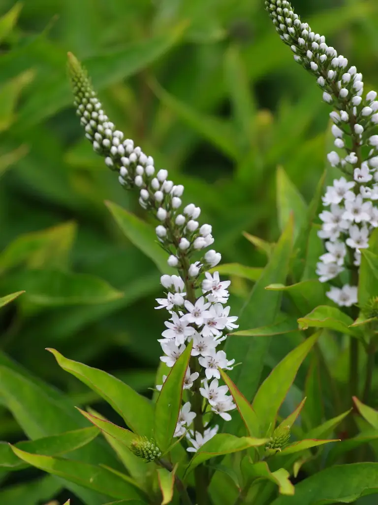 Lysimachia White