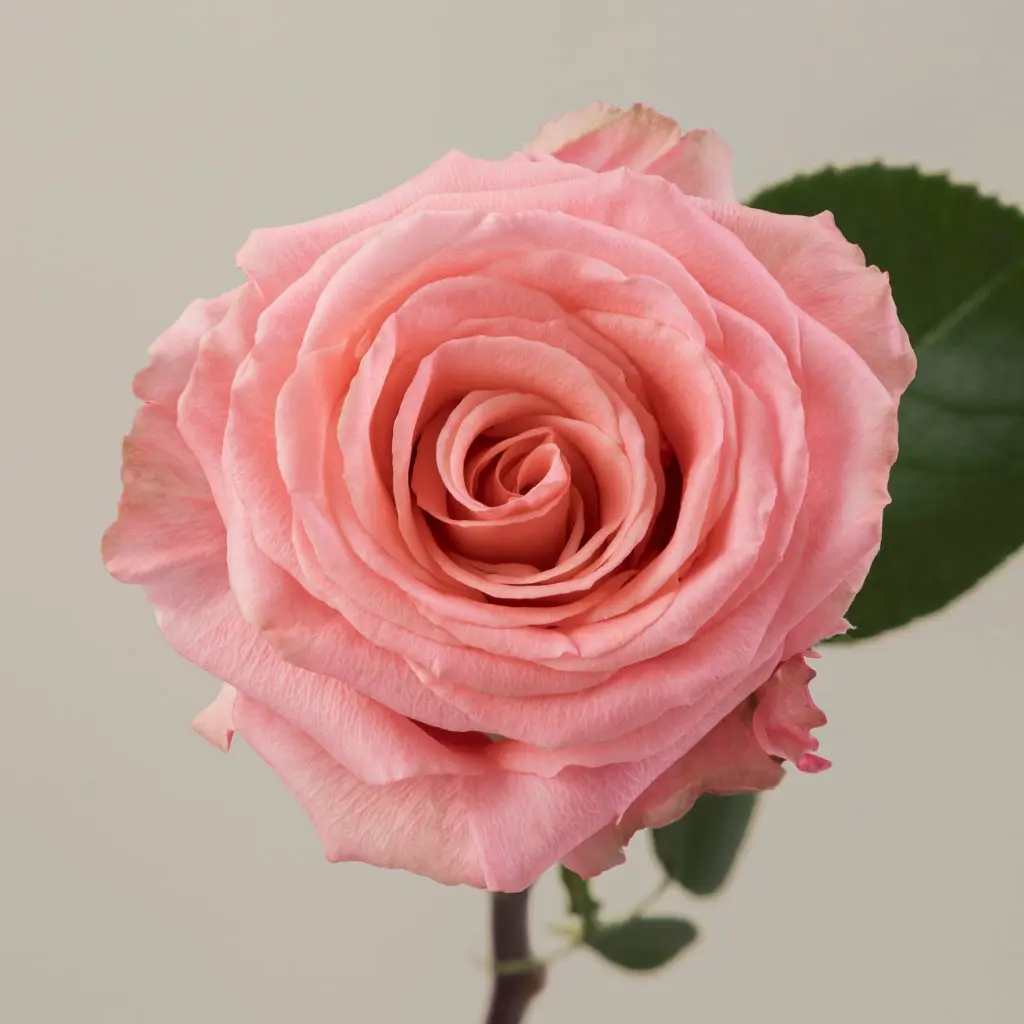  Roses 60cm Salmon Superstition