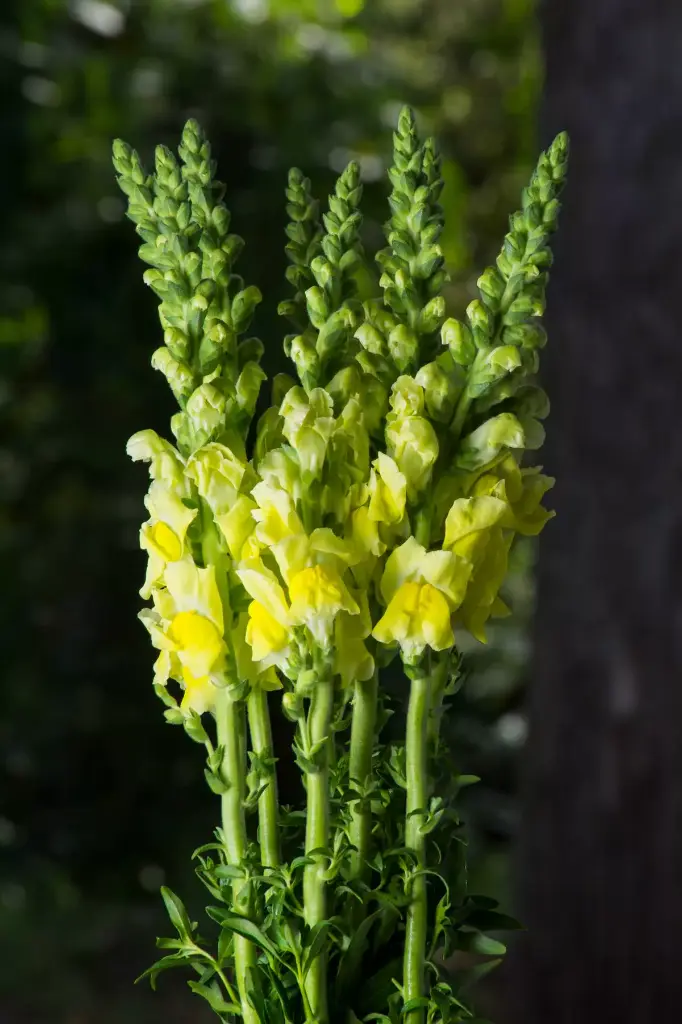 Snapdragons Perfection Yellow