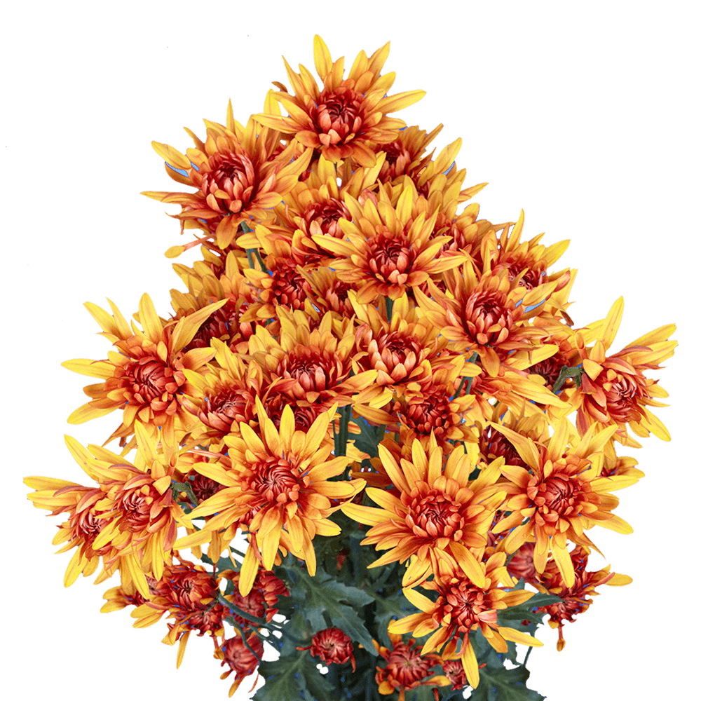 Chrysanthemum Cushion Bronze