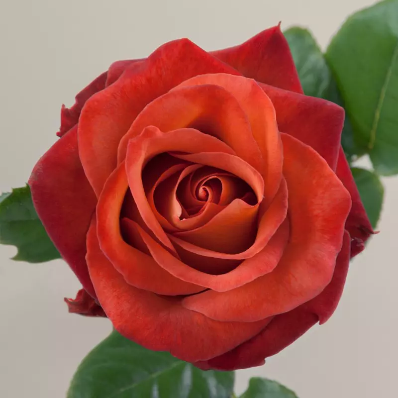 Roses 50cm Earth Tone Coffee Break