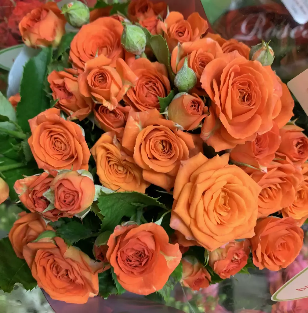  Spray Roses 50cm Orange 