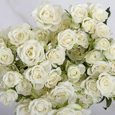  Spray Roses 50cm White Snow Flake