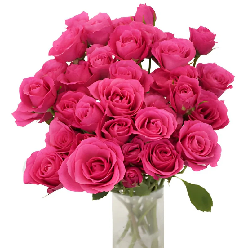 Spray Roses 50cm Hot Pink Super Nova