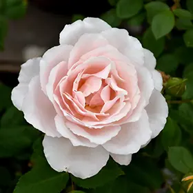  Roses Spray Garden 50cm Bellalinda Blush