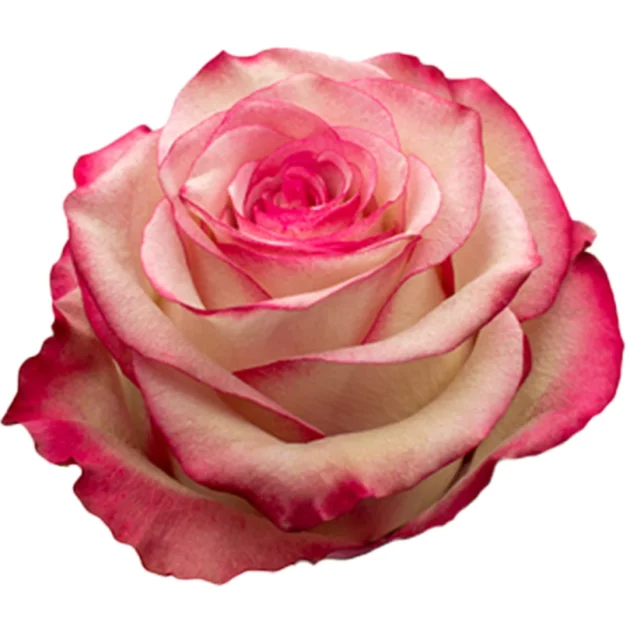  Roses 50cm Bicolor Pink Paloma