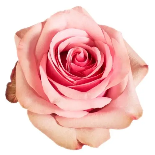 Roses 50cm Pink Paloma