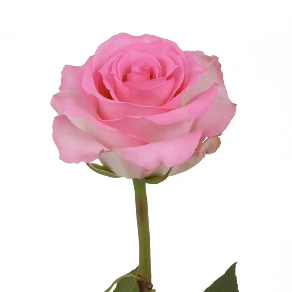  Roses 50cm Pink Priceless
