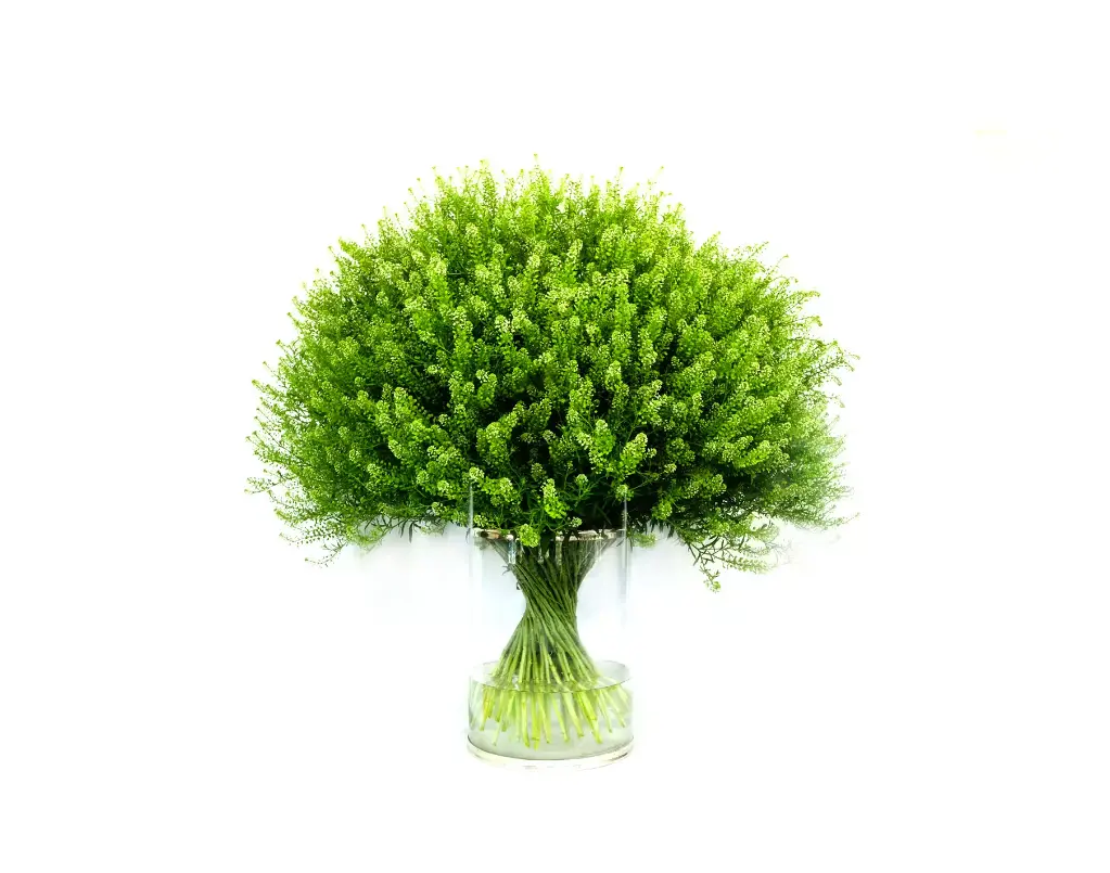 Lepidium Green Dragon 60 CM