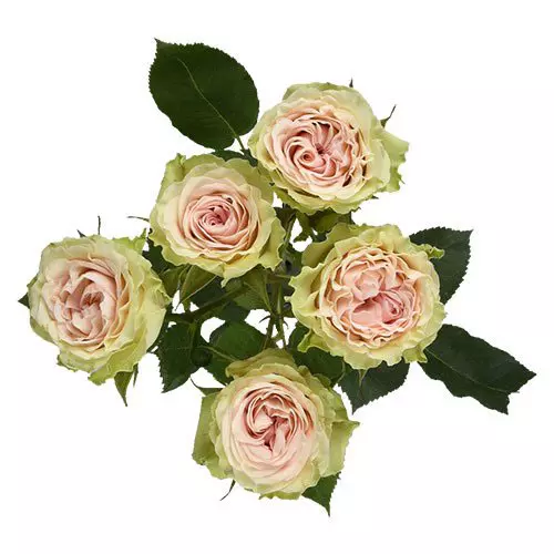  Spray Roses 50cm Blush Fibonacci Yantra