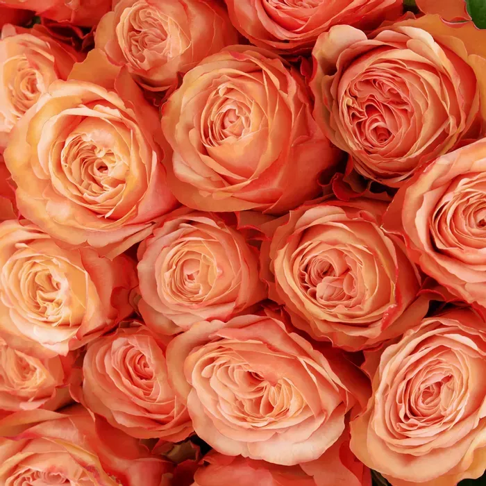  Roses Premium Peach Campanella