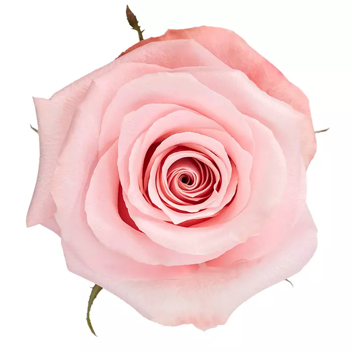  Roses 50cm Pink Be Sweet
