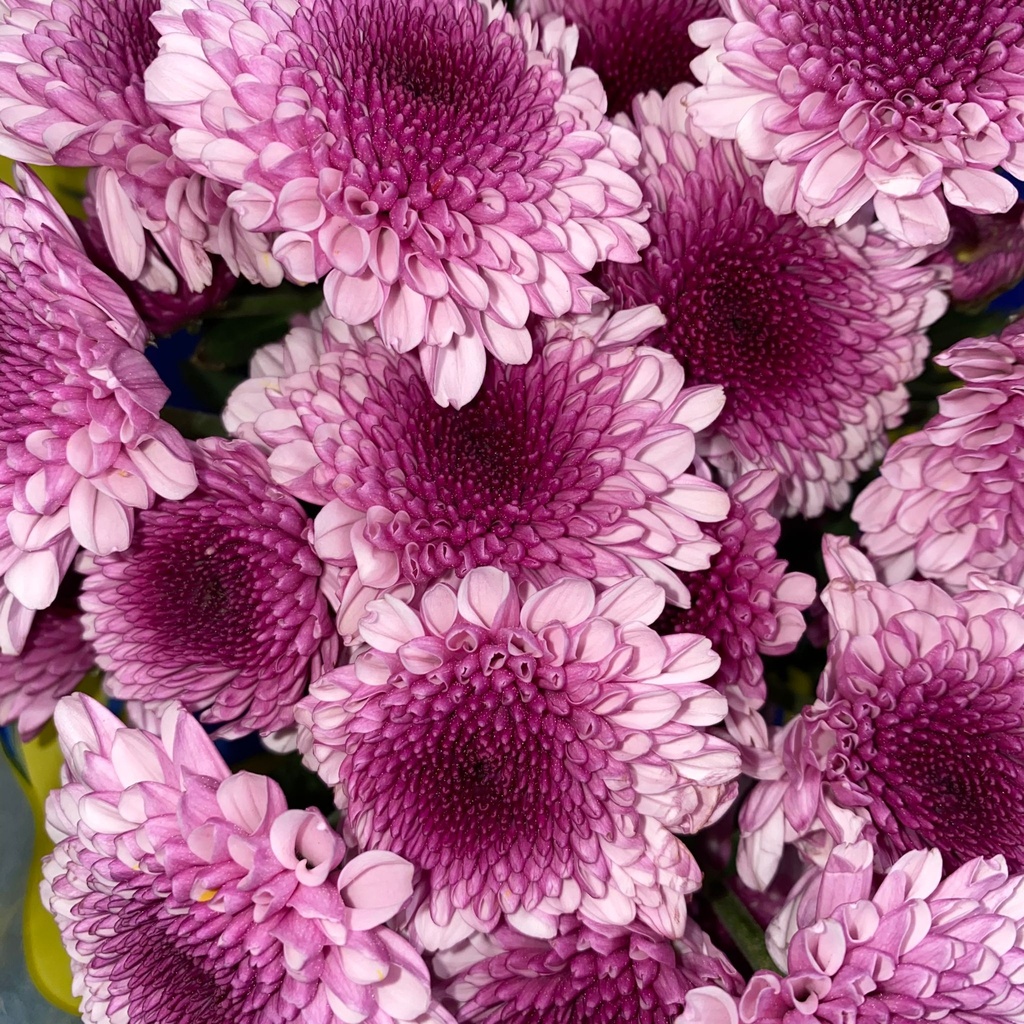 Chrysanthemum Dutch Pompon Lavender Mochi