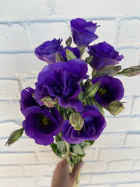 Lisianthus Purple Open