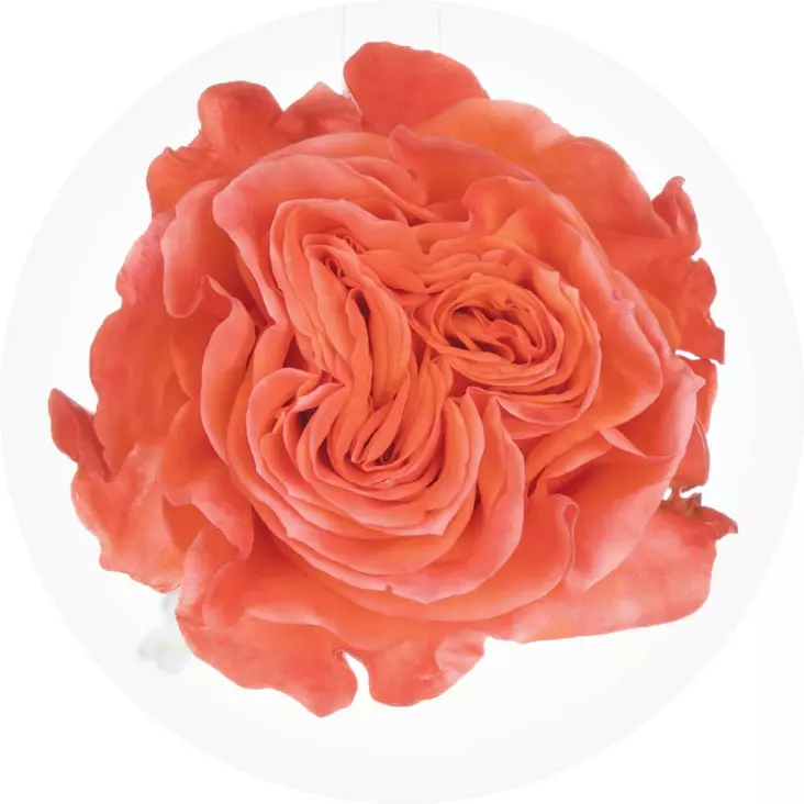  Roses Premium Orange Glam