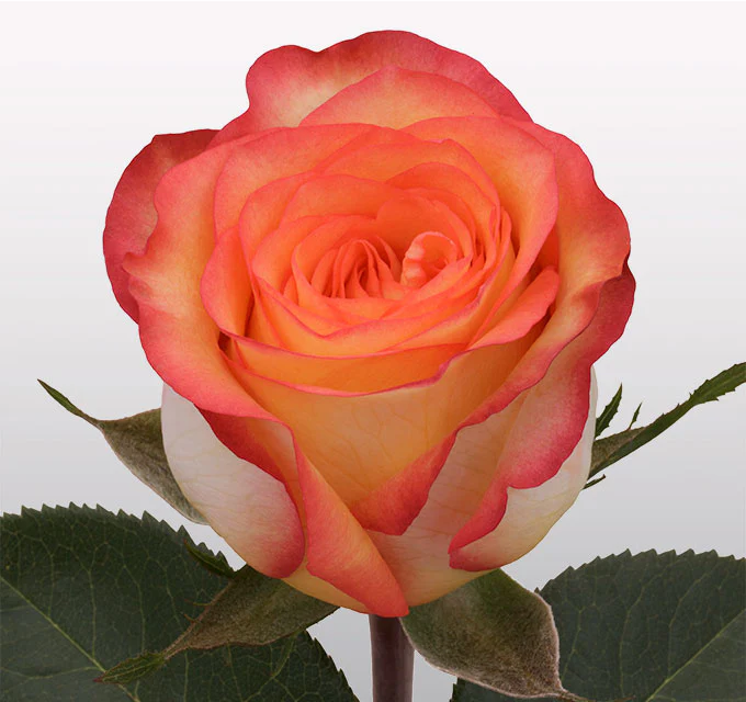 Roses 60cm Bicolor Orange Skyfire