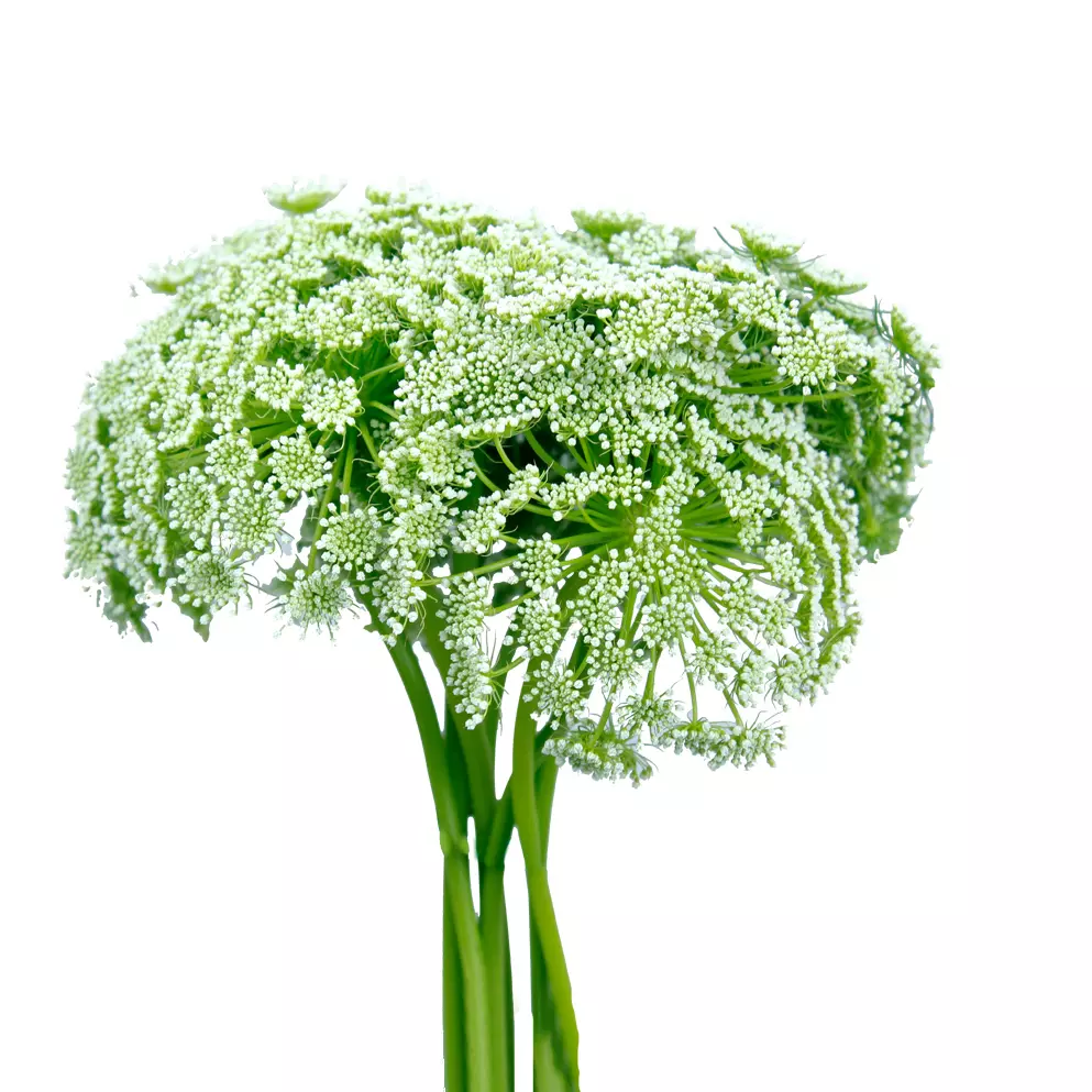 Queen Anne's Lace 70 CM