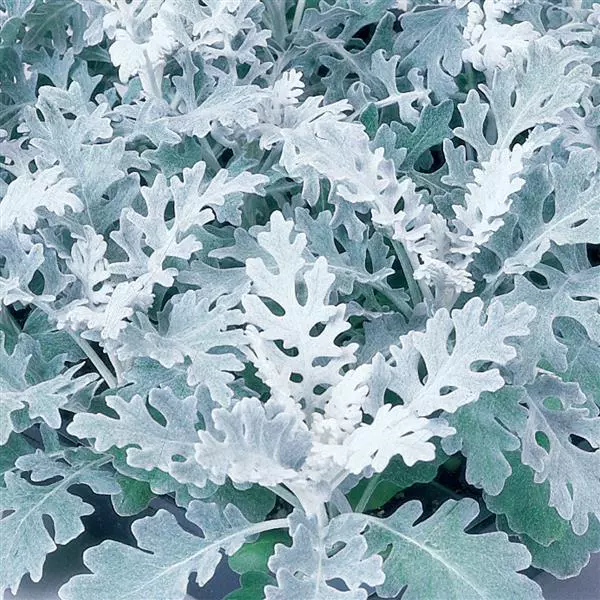Dusty Miller