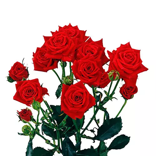  Spray Roses 50cm Red Mikado