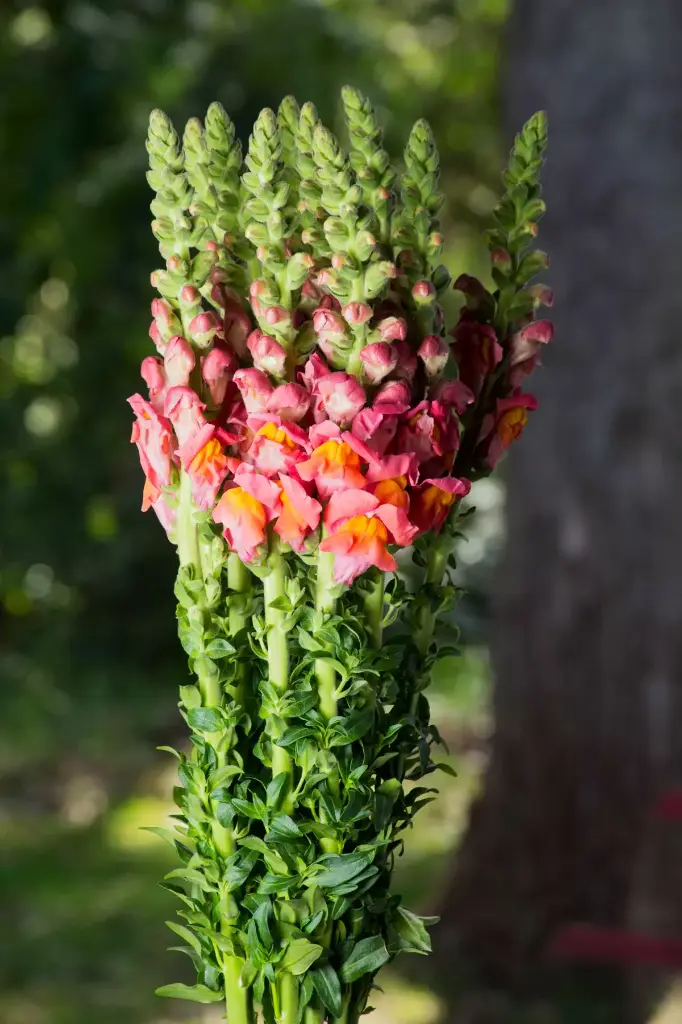 Snapdragons Perfection Orange
