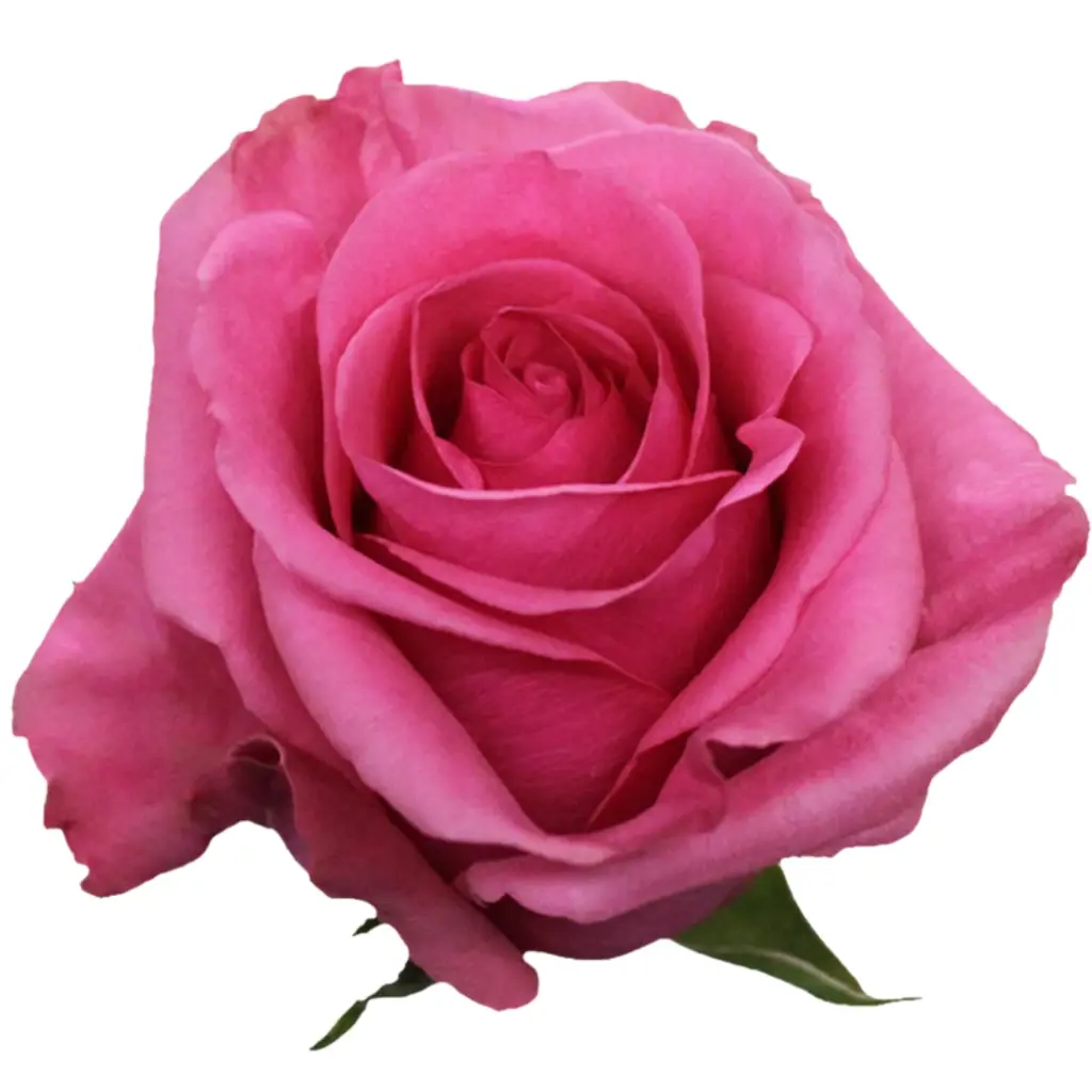  Roses 50cm Pink Tabatha