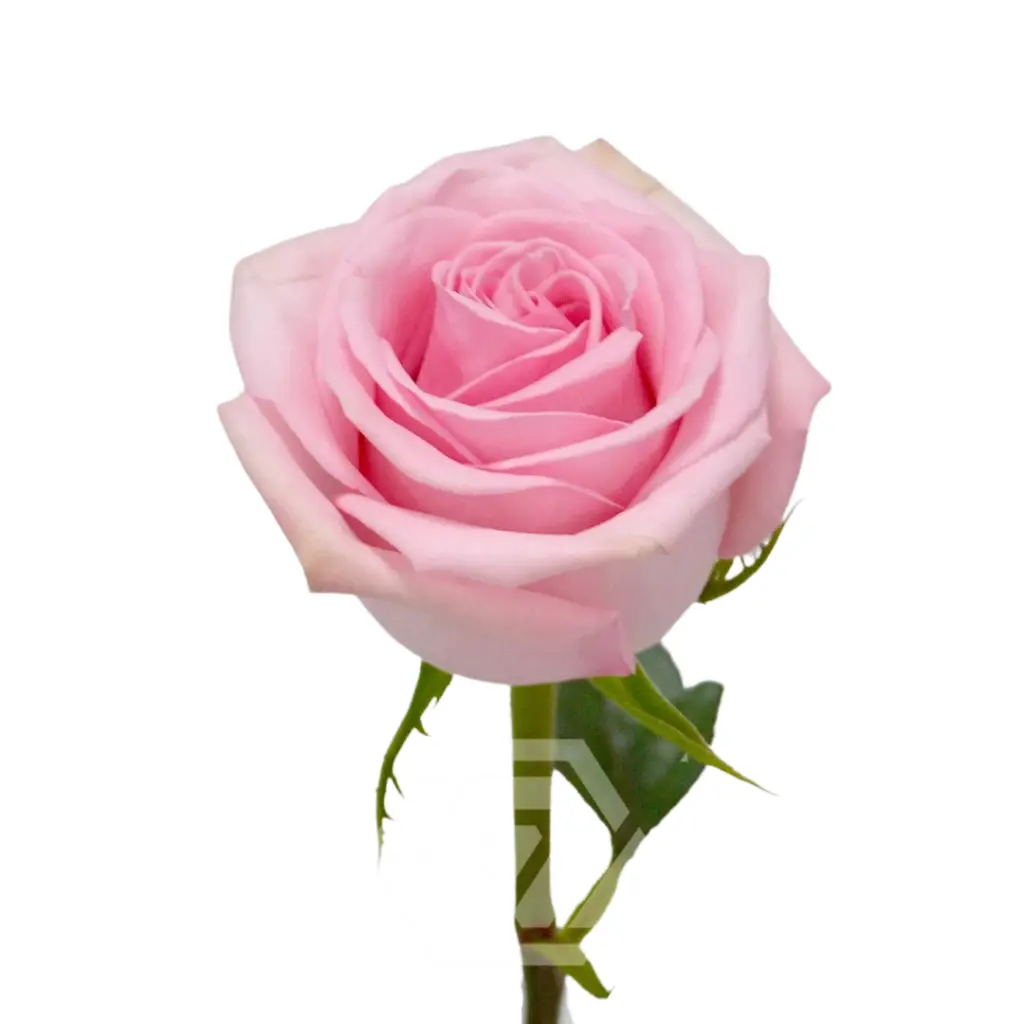  Roses 50cm Pink Sweet Cake