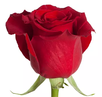  Roses 90cm Red Freedom   