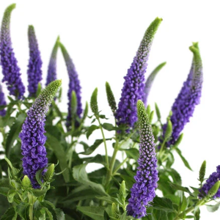  Veronica Purple