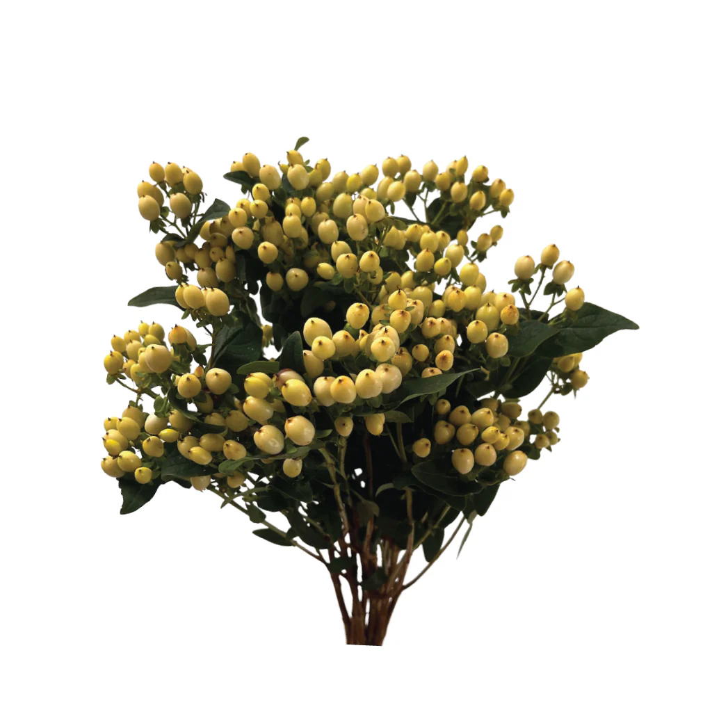 Hypericum Spray Yellow 70 CM  XL