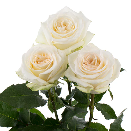  Roses 50cm Garden Like White Candlelight