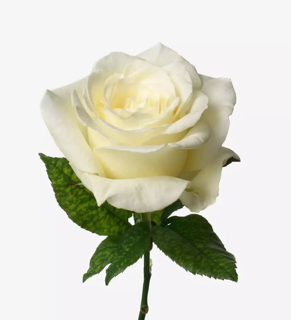 Roses 50cm White Proud