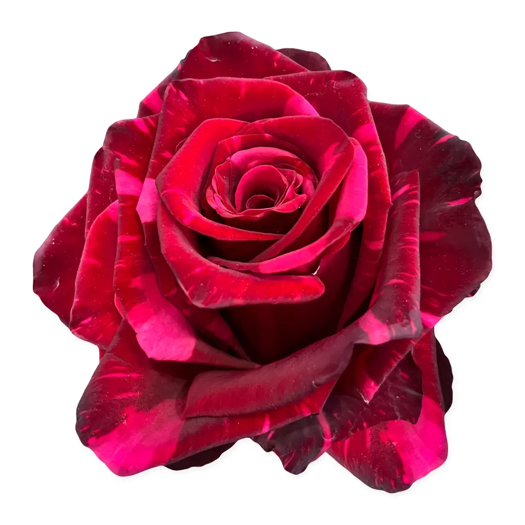  Roses 50cm Bicolor Red Panther