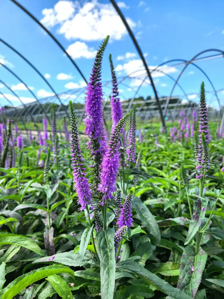  Veronica Purple