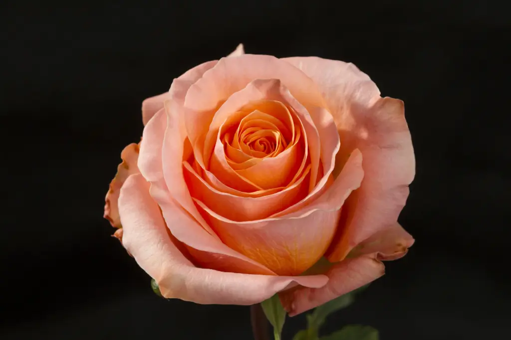  Roses 50cm Salmon Coral Reef